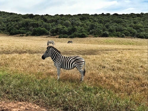 South Africa travel guide: photo 4