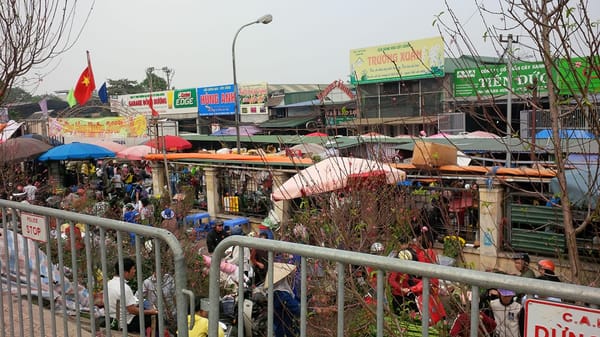 The Flower Safari of Hanoi’s Tết: photo 3