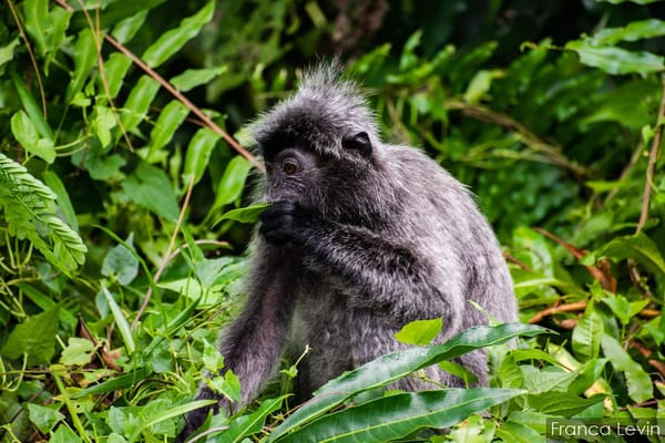 Bako National Park: the complete guide: photo 3