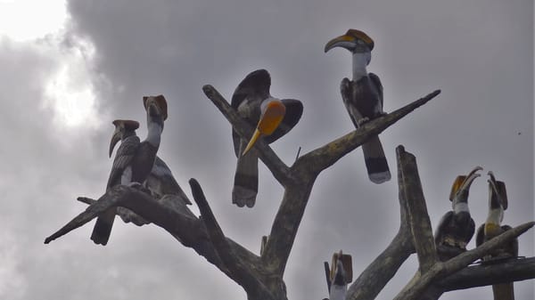 Welcome to Nagaland's Hornbill Festival: photo 29